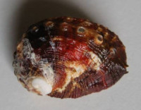 Haliotis varia, Linneaus, 1758 